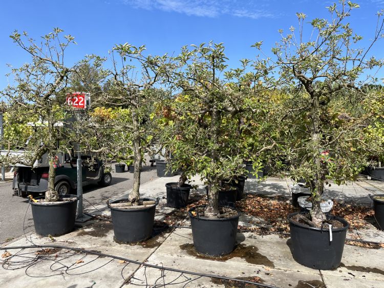 Planta is gespecialiseerd in zogeheten karakterbomen Planta is gespecialiseerd in zogeheten karakterbomen