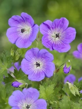 Geranium 'Rozanne'
