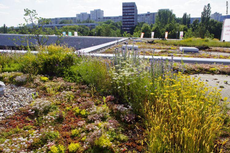 Ook bij de daktuin IGA in Berlijn werd Zinco ingeschakeld.  Ook bij de daktuin IGA in Berlijn werd Zinco ingeschakeld.