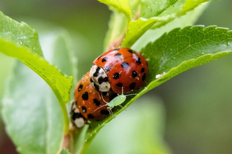 Ook het veelkleurig Aziatisch lieveheersbeestje lust bladluizen. Voor bestrijding zijn zij alleen geen goede keus, omdat ze, zoals de naam al verraad, exoten zijn. Ook het veelkleurig Aziatisch lieveheersbeestje lust bladluizen. Voor bestrijding zijn zij alleen geen goede keus, omdat ze, zoals de naam al verraad, exoten zijn.