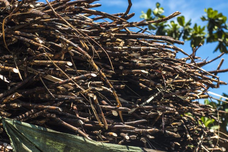 Suikerriet, de basis voor Biobased sealfolie