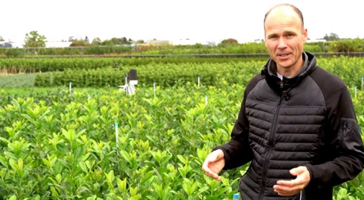 Maurice Kok van Syngenta