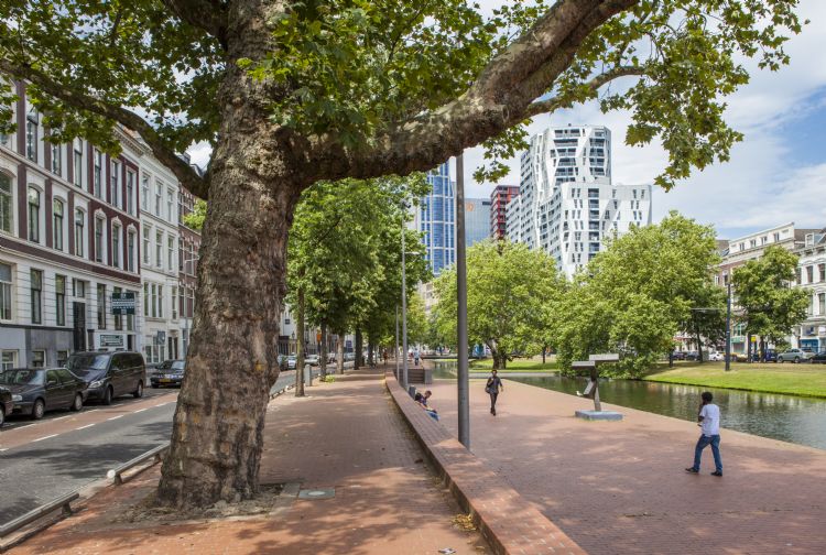 Foto: Bomenwacht Nederland