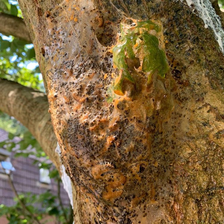 Gefixeerd nest door middel van Catefix 