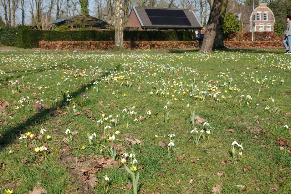 Een bloeiresultaat van de 'Wildverband plantmachine'